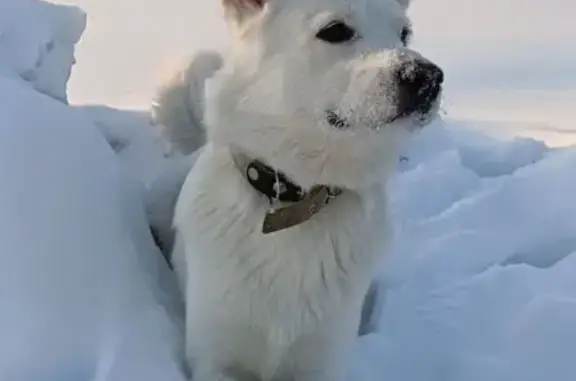 Пропал собака, улица Зорге, 88, Новосибирск - photo