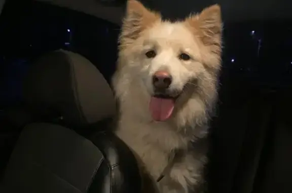 Найдена собака, Вологда, фото: Найдена собака, мост 800-летия Вологды, Вологда - очень напугана и истощена