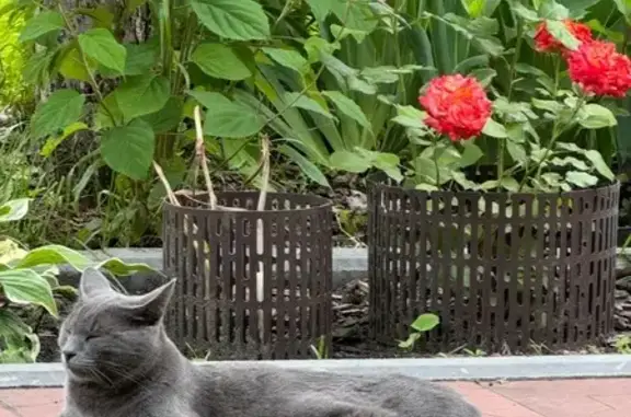 Пропал кот, Колхозная улица, городской округ Пенза - серо-голубой, толстый, пугливый - photo