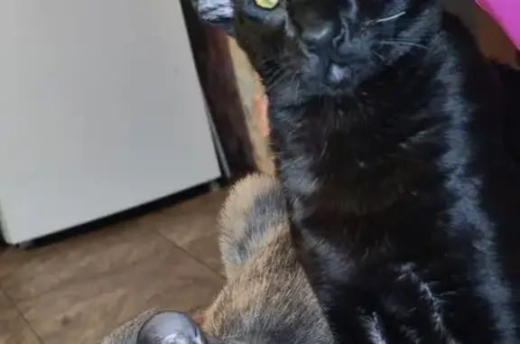 Пропал кот, Владимир, Владимирская область - полностью черный, белый один ус - photo