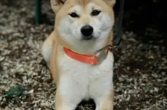 Пропала собака, Щепкинское сельское поселение, Ростовская область - photo