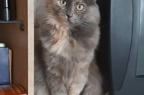 Кошки потеряшки, Коряжма, фото: Потеряшка кошка, улица Кирова, 25, Коряжма - очень пушистая