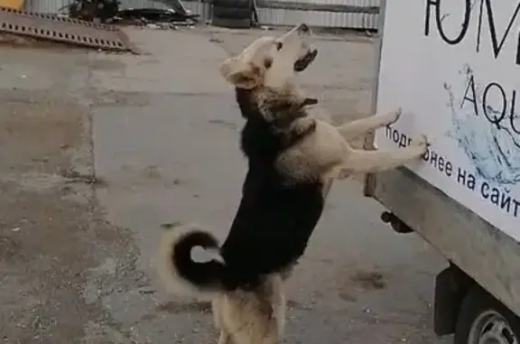 Пропал собака, улица Титова, Саранск - серо-бежевый кобель с шрамом на правой брови - photo