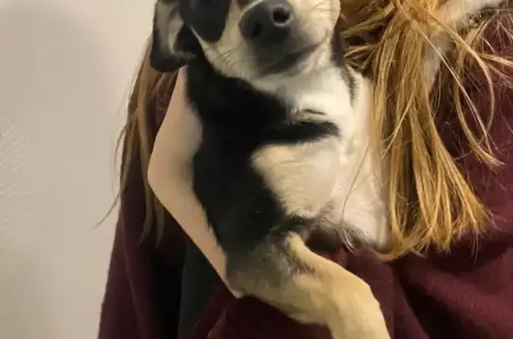 Найденные животные Воронеж, фото: Найдена собака, женский пол, улица 9 Января, 54В, Воронеж - очень ласковая и добрая