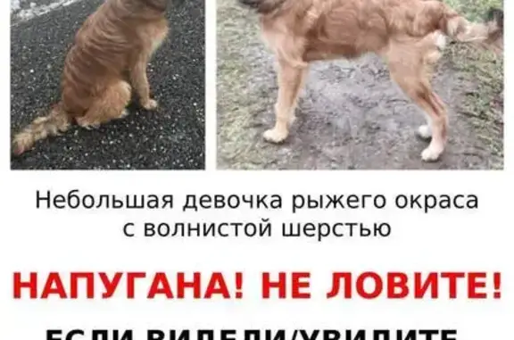 Пропала собака, Дмитровское шоссе, 5 к1, Москва - photo