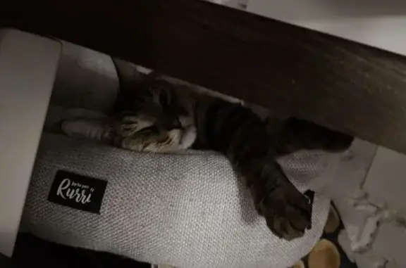 Пропал кот, Московская улица, Рыбное - бежевый ошейник - photo