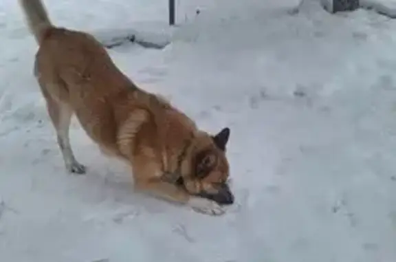 Пропала собака, Песочная улица, 30А, Казань - рыжая смесь лайки с овчаркой - photo