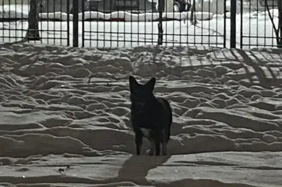 Объявления о пропавших и найденных животных, Ярославль, фото: Найдена собака, женская, проспект Авиаторов, 90, Ярославль