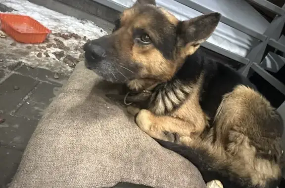 Найдена собака, Ростов-на-Дону, фото: Найдена собака, Орская улица, 76, Ростов-на-Дону - потерянная овчарка