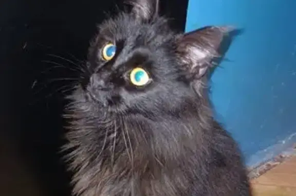 Найдена кошка, Камышин, фото: Найдена кошка, улица Терешковой, 18, Камышин - черный мейнкун, молодая