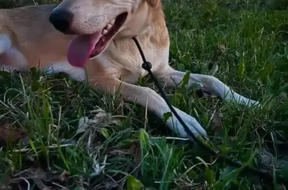 Пропала собака, женский пол, Узкий переулок, 1, Мценск - photo