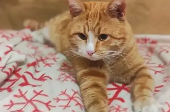 Найден кот, улица Тюляева, 22, Краснодар - ласковый и контактный - photo