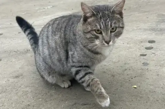 Найдена кошка, Подольск, фото: Найден кот, Московская область, Подольск - контактный и упитанный