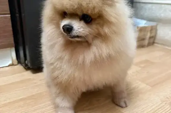 Найдена собака, Долгопрудный, фото: Найден шпиц, Спортивная улица, Долгопрудный - мальчик