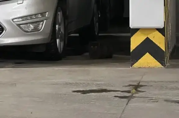 Найдена кошка, район Коммунарка, фото: Найдена кошка, улица Вартаняна, район Коммунарка - дымчатый окрас, пушистая