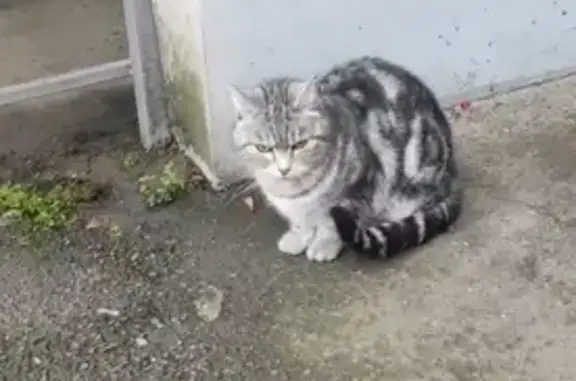 Найдена кошка, Уральская улица, Краснодар - молодая и ласковая - photo