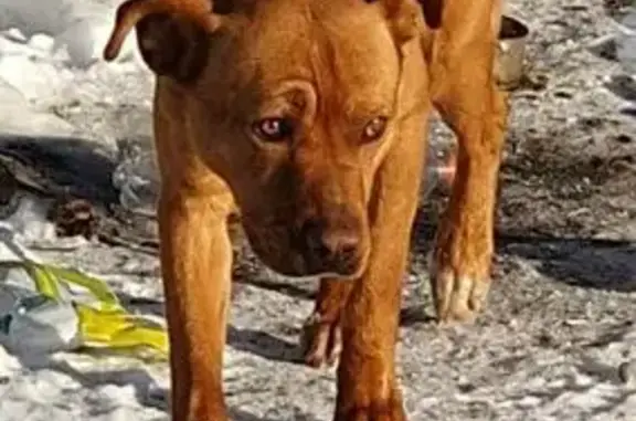 Найдена собака, Щепкинское, фото: Найдена собака у склада Вайлдберриз 60К-5