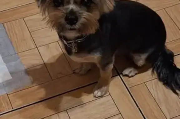 Пропала собака, проспект Стачки, 231, Ростов-на-Дону - йоркширский терьер в костюме - photo