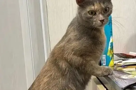 Пропала кошка, улица Декабристов, 32, Ногинск - photo