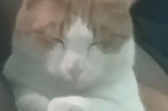 Пропал кот, улица Азамат, Казань - ласковый с хриплым голосом - photo