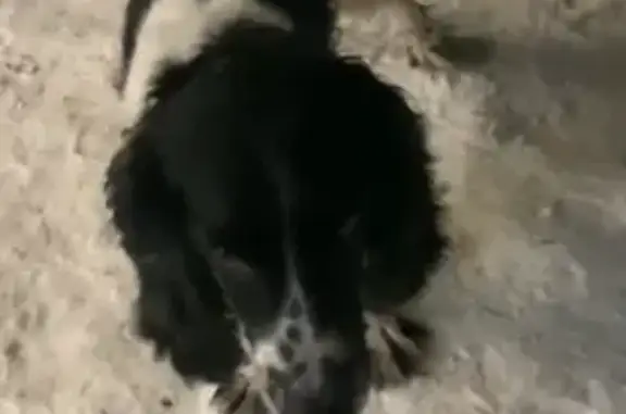 Найдена собака, Краснодар, фото: Найден собака, улица Краеведа Соловьёва, 2, Краснодар - русский спаниэль, добрый и ласковый