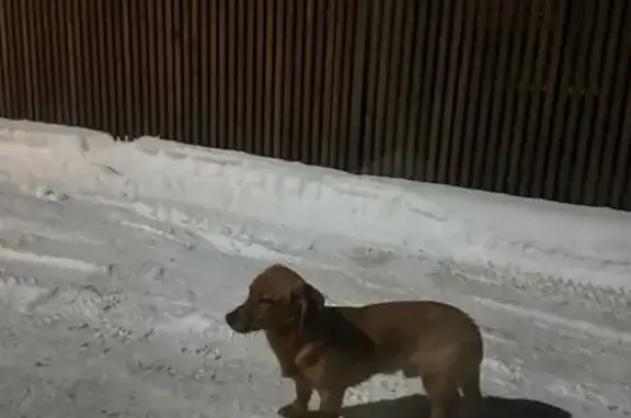 Найдена собака, Калининград, фото: Найден собака, Советский проспект, 238, Калининград - похож на таксу, рыженький