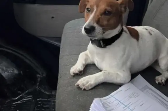 Пропал собака, Нижняя улица, 73, Воронеж - белый с коричневыми пятнами - photo