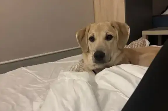 Пропала собака, Суворовская улица, 107Б, Курск - светло-рыжая, кличка София - photo