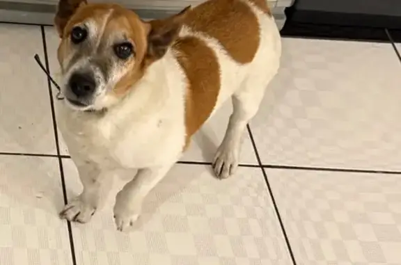 Пропал собака, Молодёжная улица, 10, Аксёно-Бутырки - более 10 лет в одной семье - photo