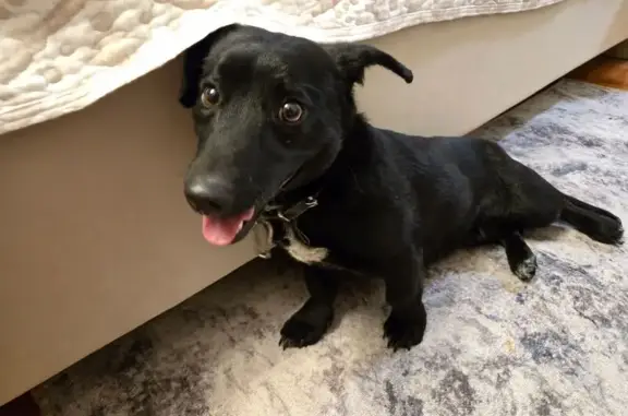 Найденные животные Барышево, фото: Найдена собака, мужской, ул. Ленина, Барышево - низкий рост, новый ошейник