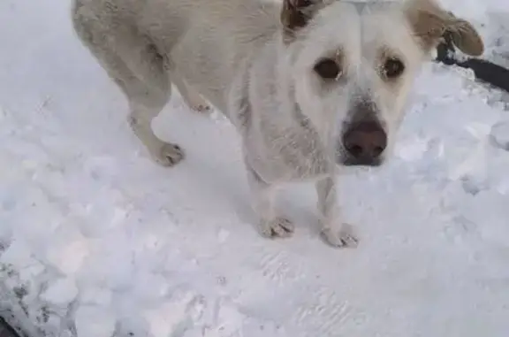Найдена собака, Балашиха, фото: Найдена собака, Рождественская улица, Балашиха - похож на метис лабрадора