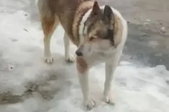 Пропал собака, Березники, Пермский край - лайка 12 лет - photo