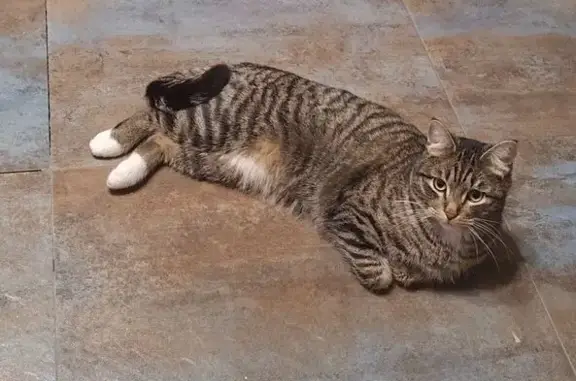 Пропал кот, улица Ленина, Ногинск - ласковый и подходит к людям - photo