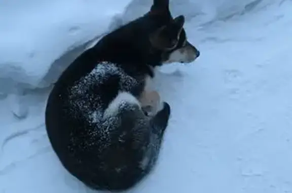 Найденные животные Новосибирск, фото: Найден собака, велосипедная дорожка вдоль улицы Пирогова, Новосибирск - сидел возле НГУ и ждал