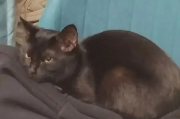 Пропала кошка, улица Хузангая, 30, Чебоксары - чёрная с белыми пятнышками - photo