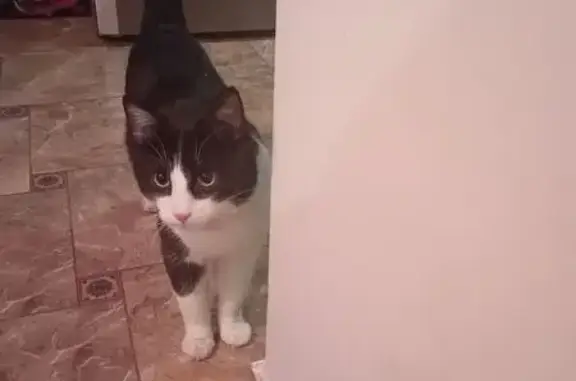 Найдена кошка, Новоивановское, фото: Найден кот, улица Калинина, 10, Новоивановское - чёрный с белым, со шлейкой