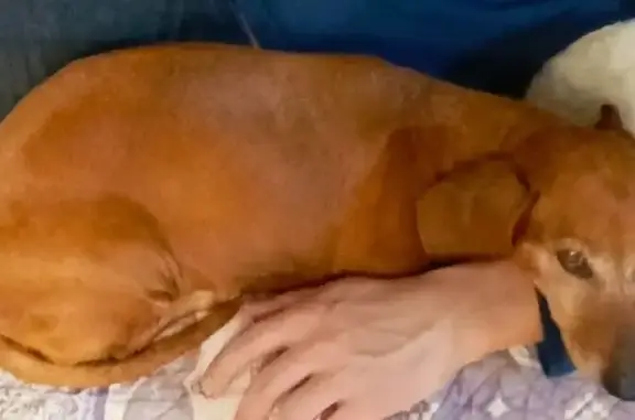 Собаки потеряшки, Грязи, фото: Потеряшка собака, женский пол, улица Николая Покачалова, Грязи - рыжая такса, старенькая