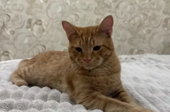 Пропал кот, улица Савушкина, 24, Астрахань - молодой рыжий, 8 месяцев - photo