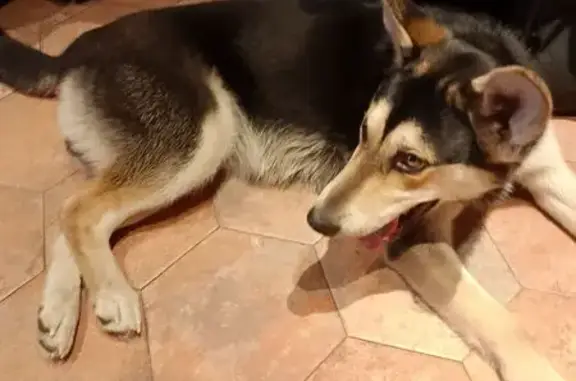 Найденные животные Новосибирск, фото: Найден пёс, проспект Академика Лаврентьева, 21, Новосибирск - очень спокойная и добрая