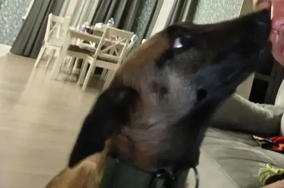 Пропала собака, 61Н-582, Казинка - бельгийская овчарка малинуа - photo