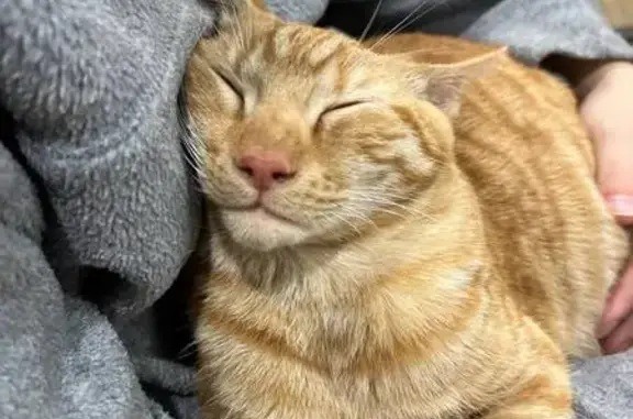 Найдена кошка, Новосибирск, фото: Найдена кошка, улица Авиастроителей, 39/1, Новосибирск — очень ласковый и разговорчивый