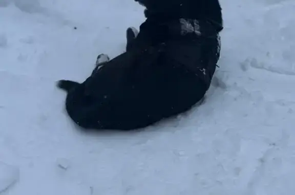 Найдена собака, Тула, фото: Найден собака, Тула, Тульская область - одет в черную майку с красными буквами