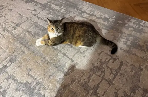 Пропала кошка, Булатниковская улица, 3 к2, Москва - трёхцветная, эпилепсия - photo