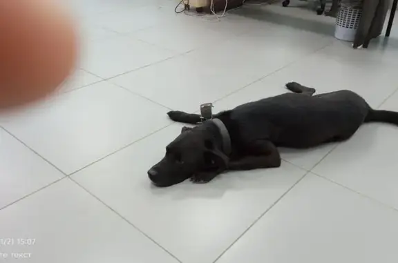 Найденные животные Самара, фото: Найден собака, Севастопольский переулок, 4, Самара - полностью чёрный