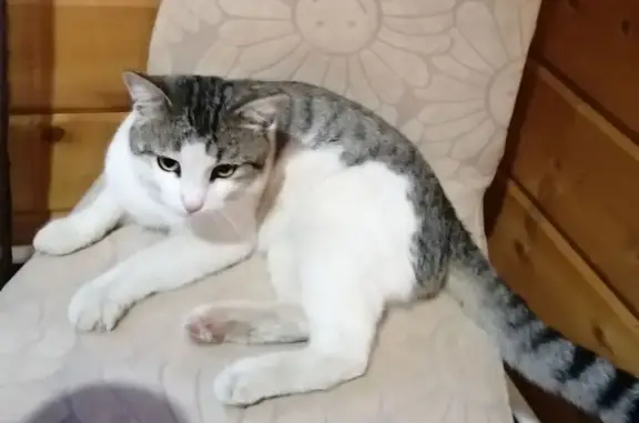 Пропал кот, 1-я Тормозная улица, Ярославль - photo