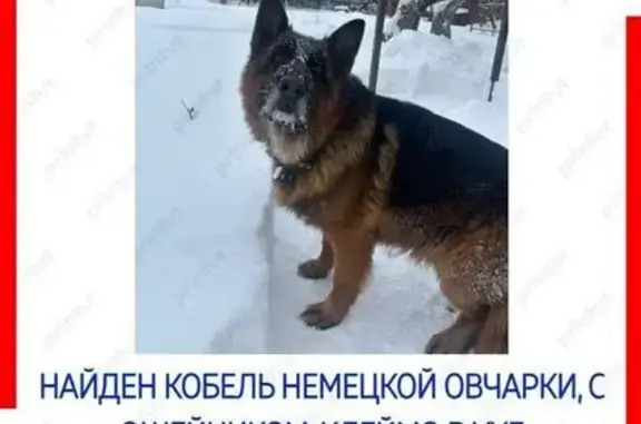 Найдена собака, Аббакумово, фото: Найден собака, мужской, улица Строителей, 5, Аббакумово - классический немец