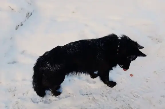 Найдена собака, пр. Гагарина 26, Йошкар-Ола - photo