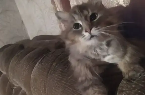 Пропал кот, Первомайская улица, 67, Нолинское городское поселение - пугливый и крупный - photo