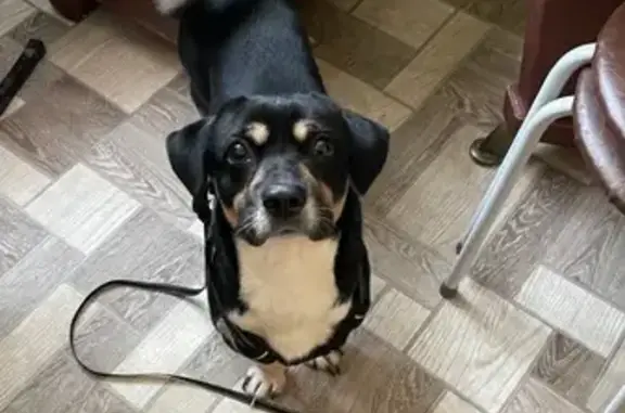 Найдена собака, Гай, фото: Найден собака, Зелёная улица, 67, Гай - дворняга с белой грудкой