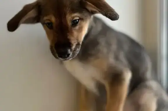 Найденные животные Комсомольск-на-Амуре, фото: Найдена собака, проспект Ленина, 34, Комсомольск-на-Амуре - маленький щенок, девочка